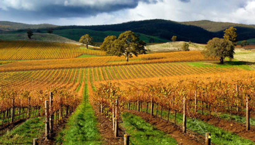 Autumn Vineyard